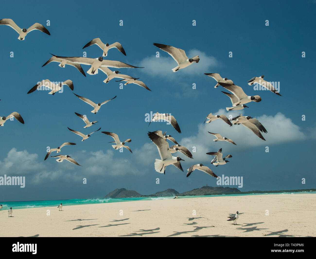 Fliegende Möwe Bonaparte im Himmel (Chroicocephalus Philadelphia), Südamerika archipiélago Los Roques Venezuela Stockfoto