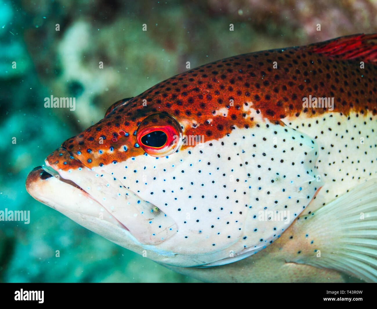 Coney Grouper, Cephalopholis FULVUS fulva., EPINEPHELUS, Los Roques, Venezuela Stockfoto