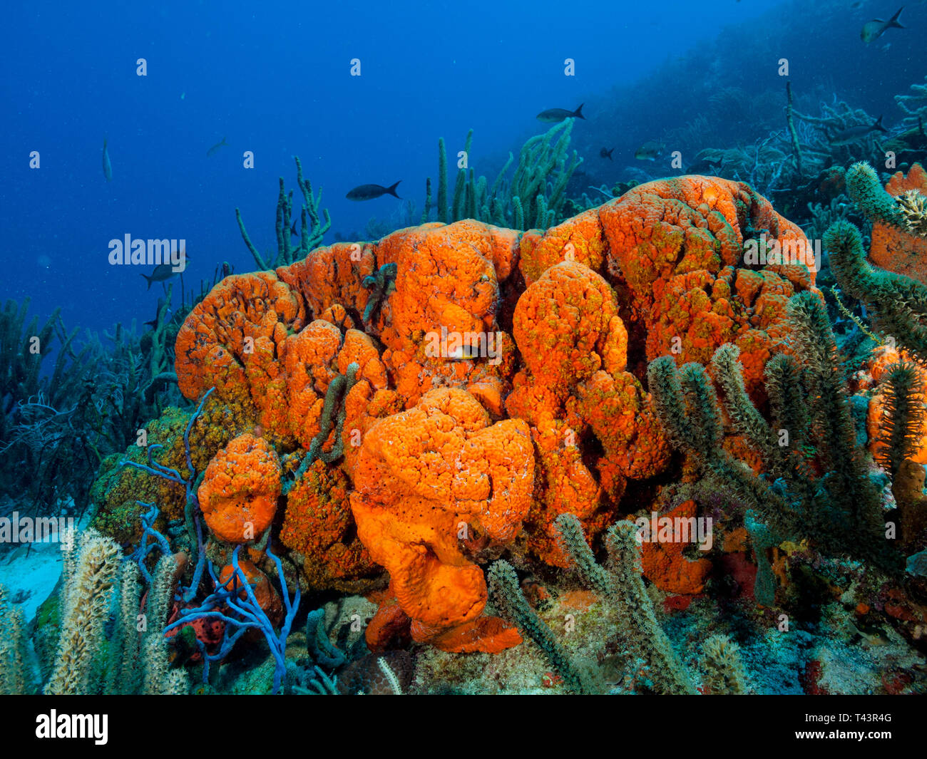Unterwasser Riff - Los Roques. Venezuela Stockfoto
