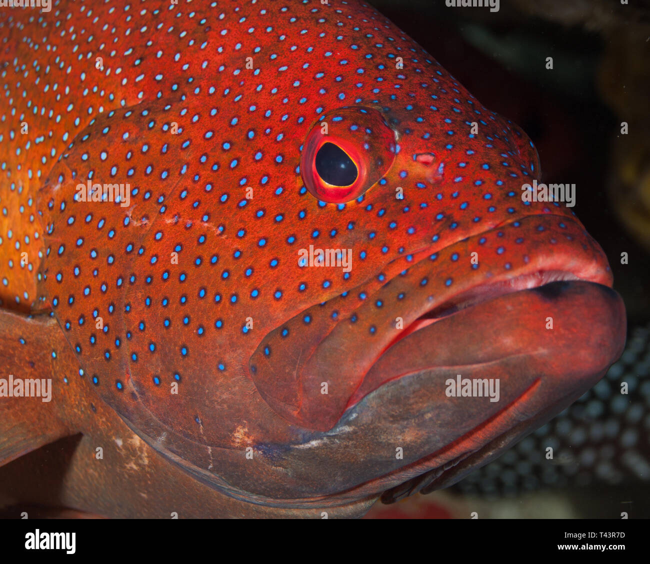 Coney Grouper, Cephalopholis FULVUS fulva., EPINEPHELUS, Los Roques, Venezuela Stockfoto