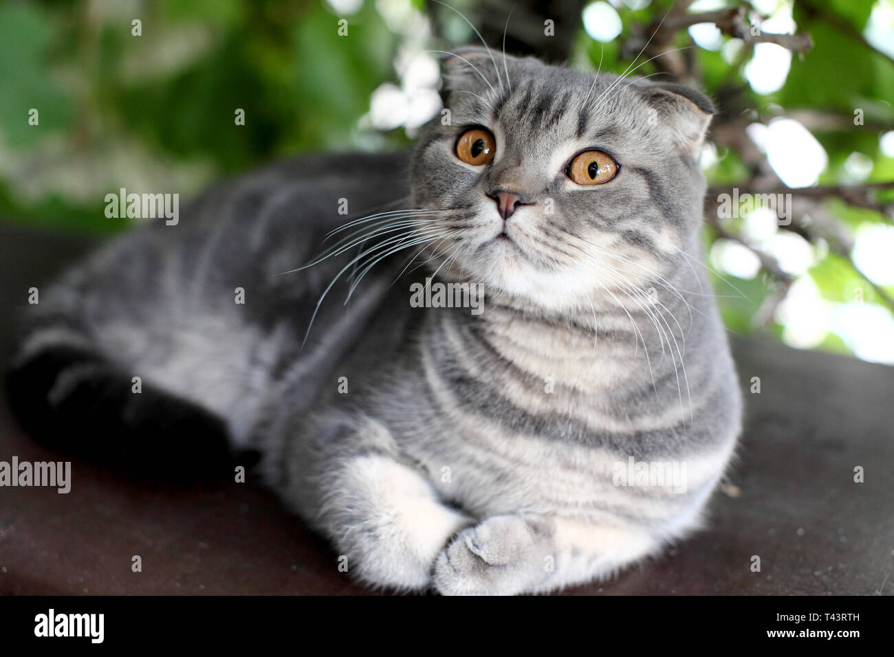 Grau Britisch Kurzhaar Portrait Von Britisch Kurzhaar Katze