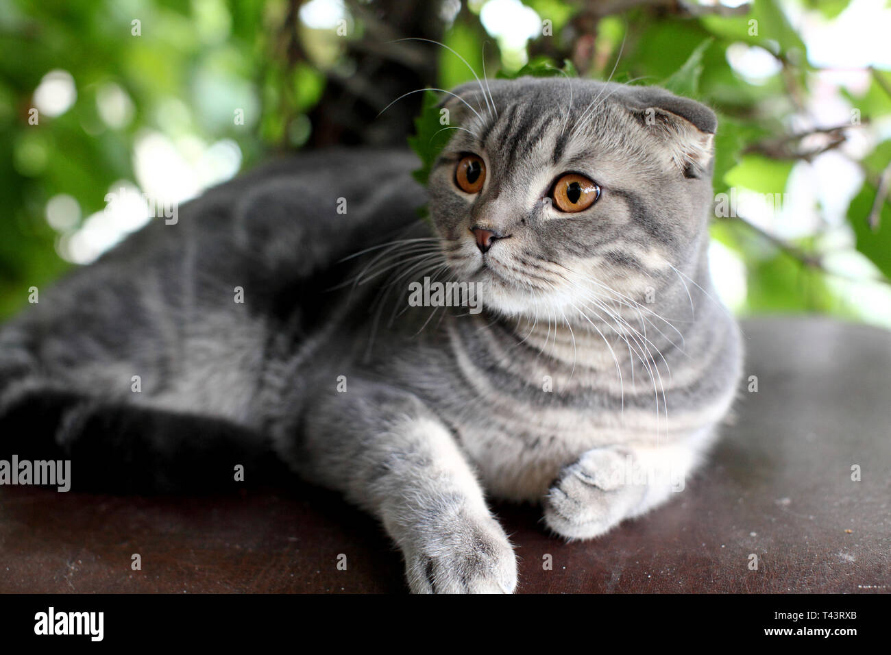 Große, graue britische Katze im Freien Stockfoto