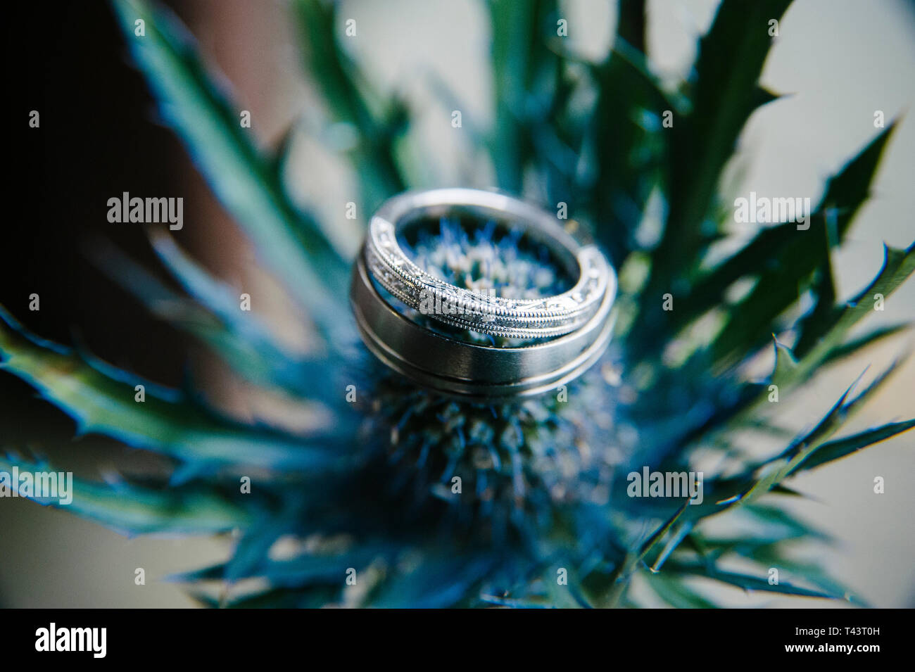 Trauringe. In der Nähe von Silber Trauringe auf eine Blume Thistle. Selektiver Fokus Stockfoto