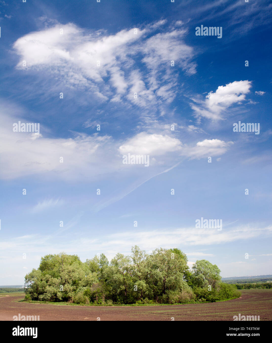 Blauer Himmel über grüne Bäume auf einem Feld Stockfoto
