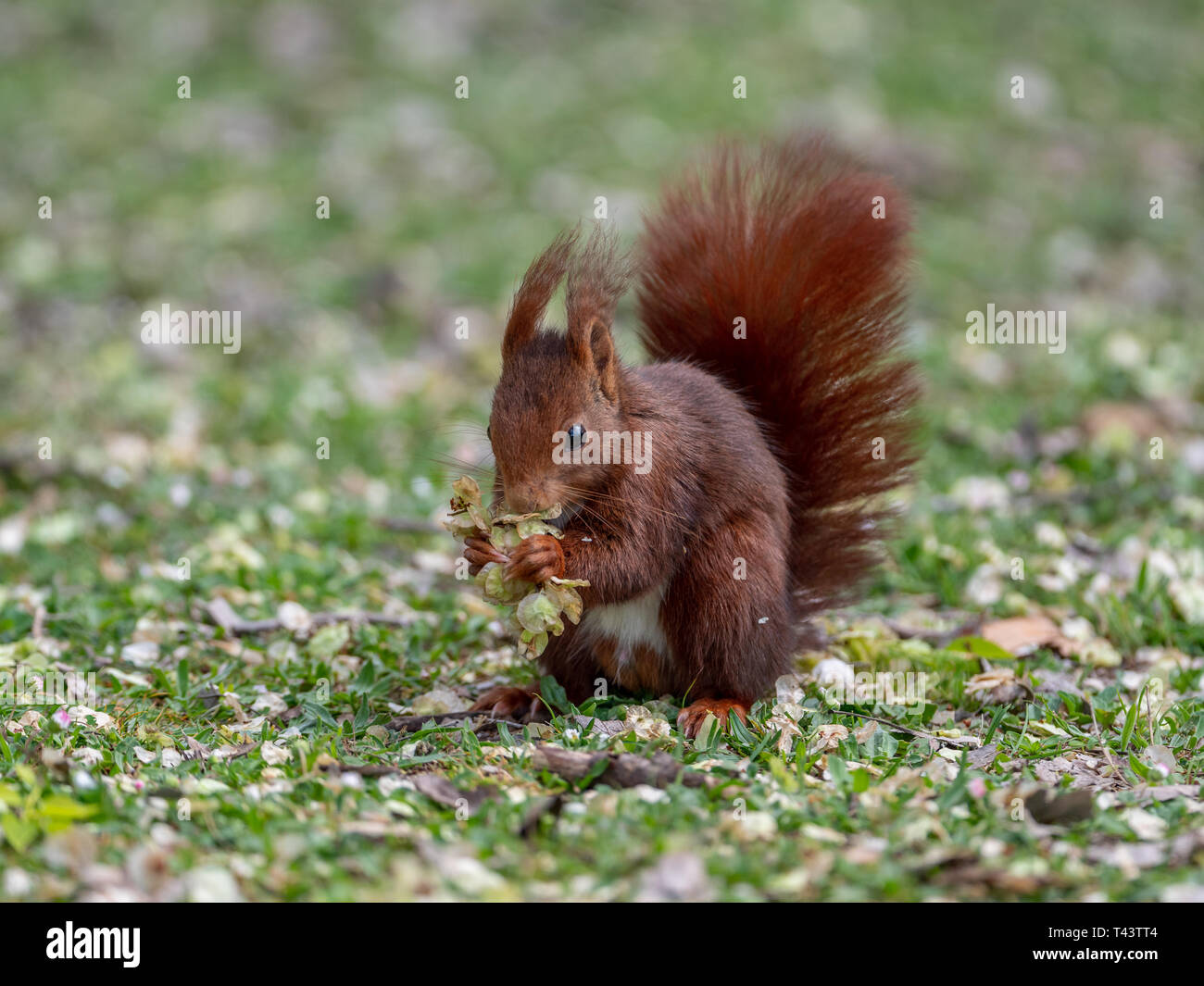 Schone Rote Eichhornchen Blumen Essen An Einem Fruhlingstag Stockfotografie Alamy