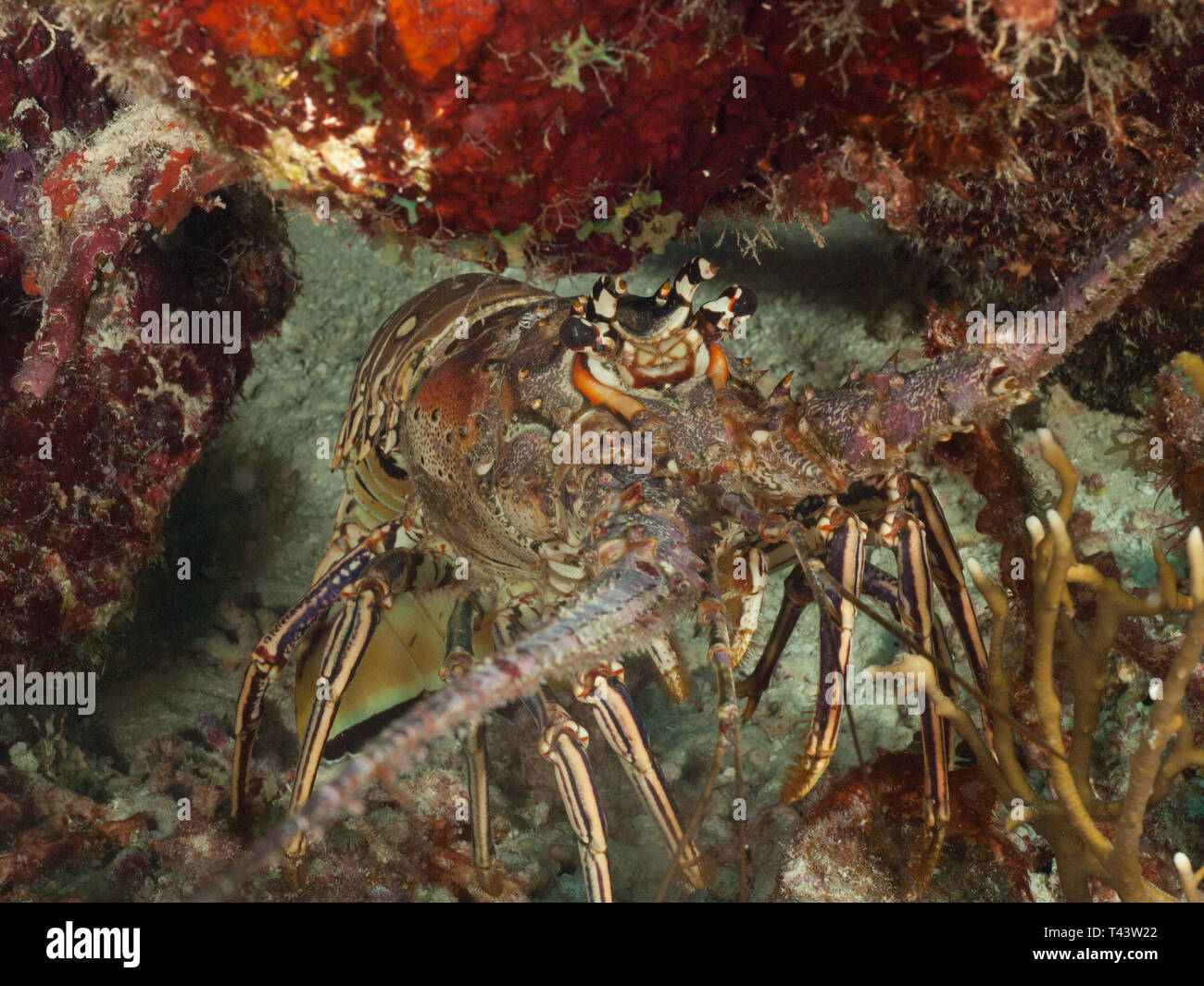 Panulirus argus Los Roques Venezuela Stockfoto