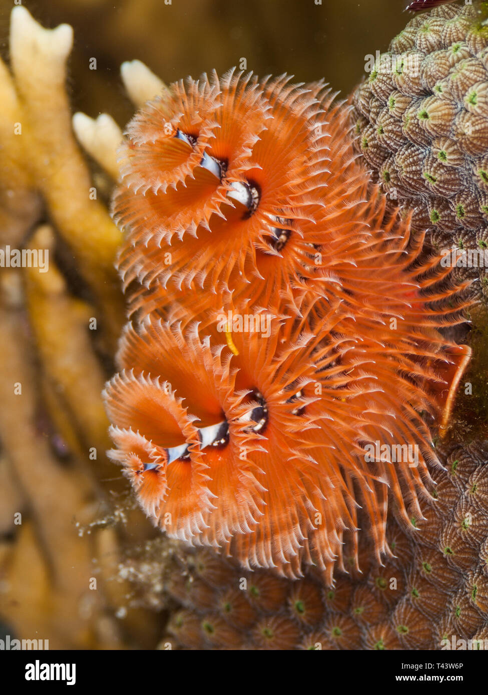 Bunte Christmas Tree Worm, Spirobranchus giganteus, Karibik, Los Roques Stockfoto