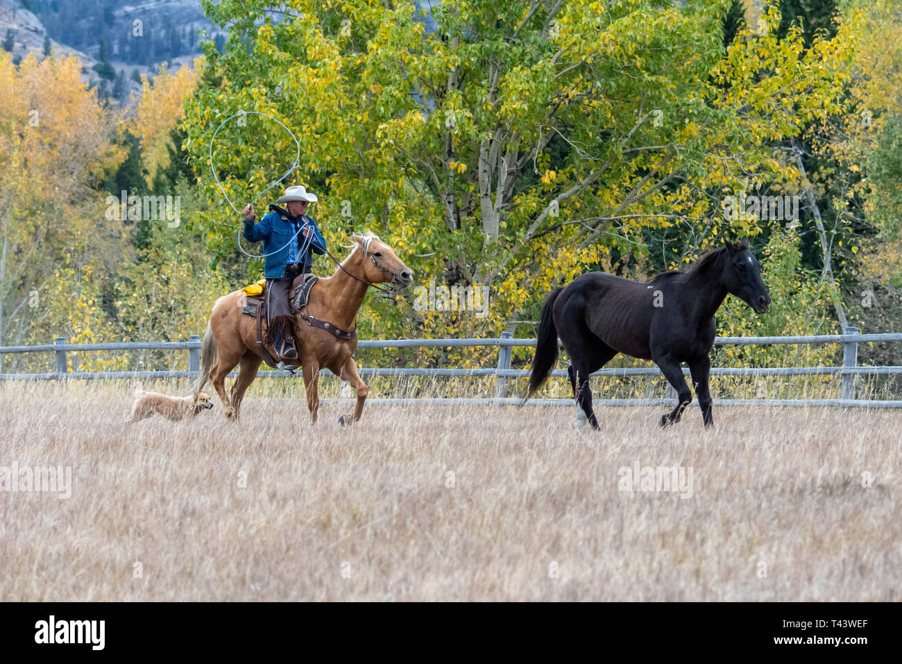 American Cowboy mit Lasso Stockfoto