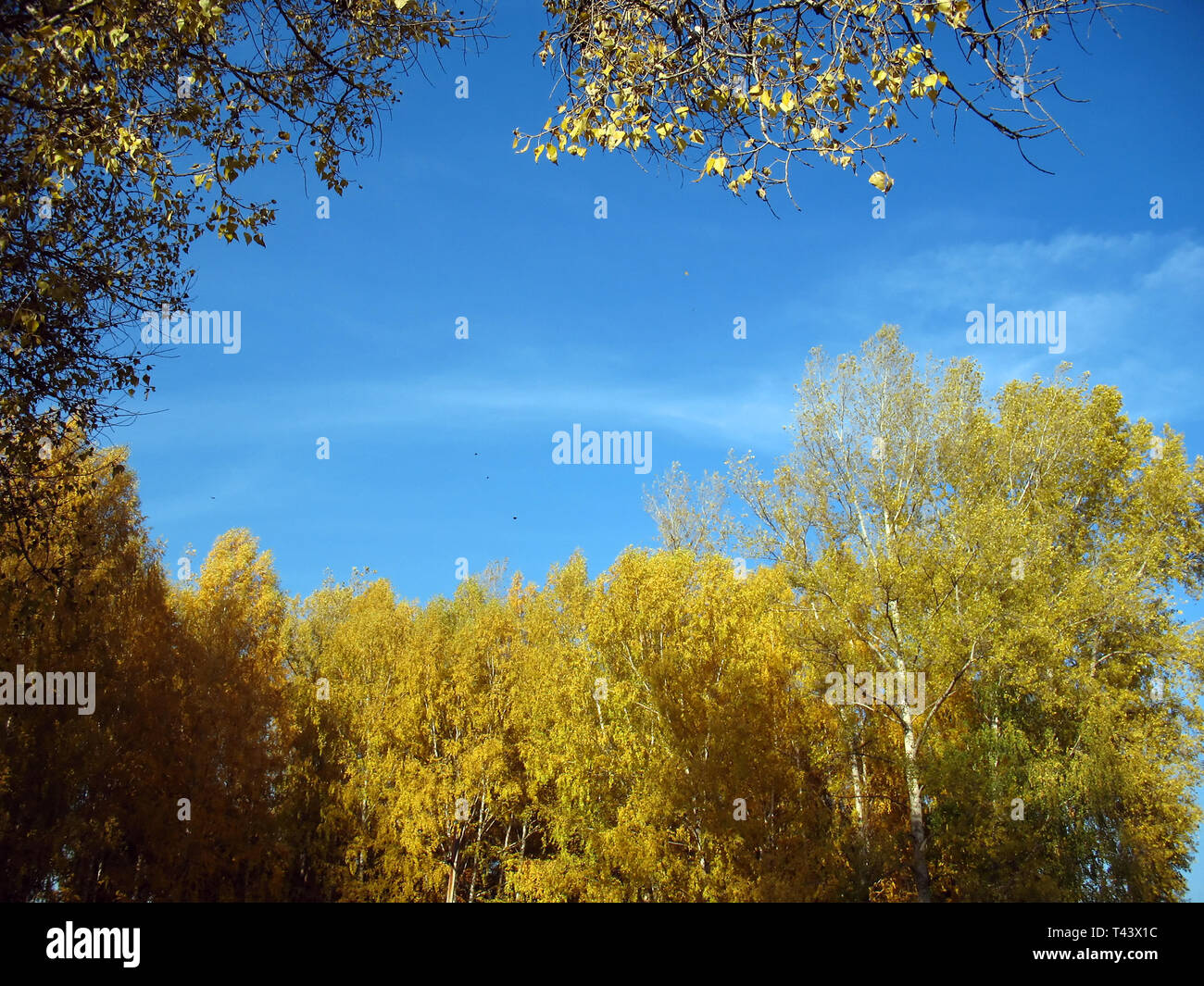 Reisen im Herbst Wald in sonniger Tag Stockfoto