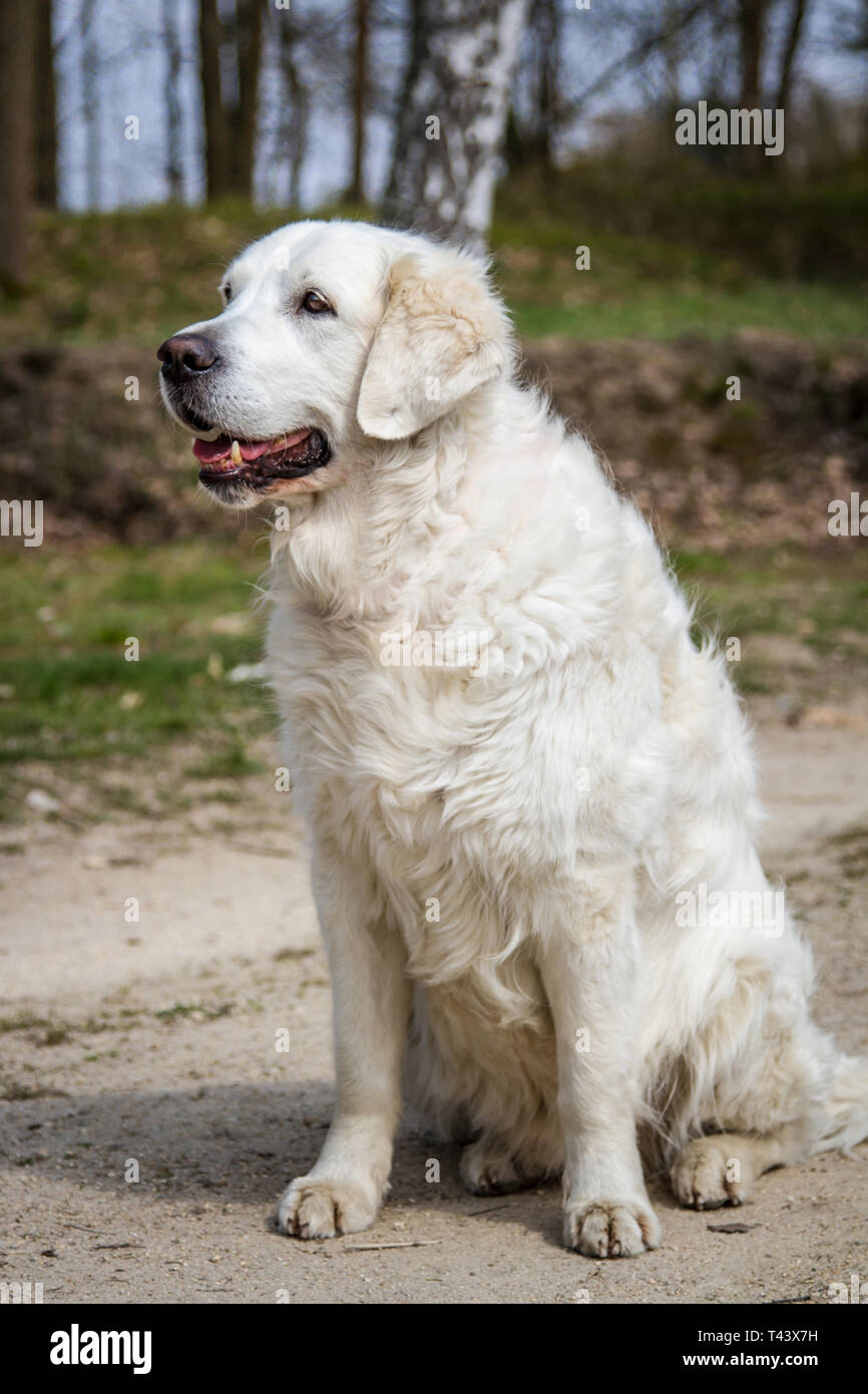 Golden Retriever Hund sitzend Stockfoto