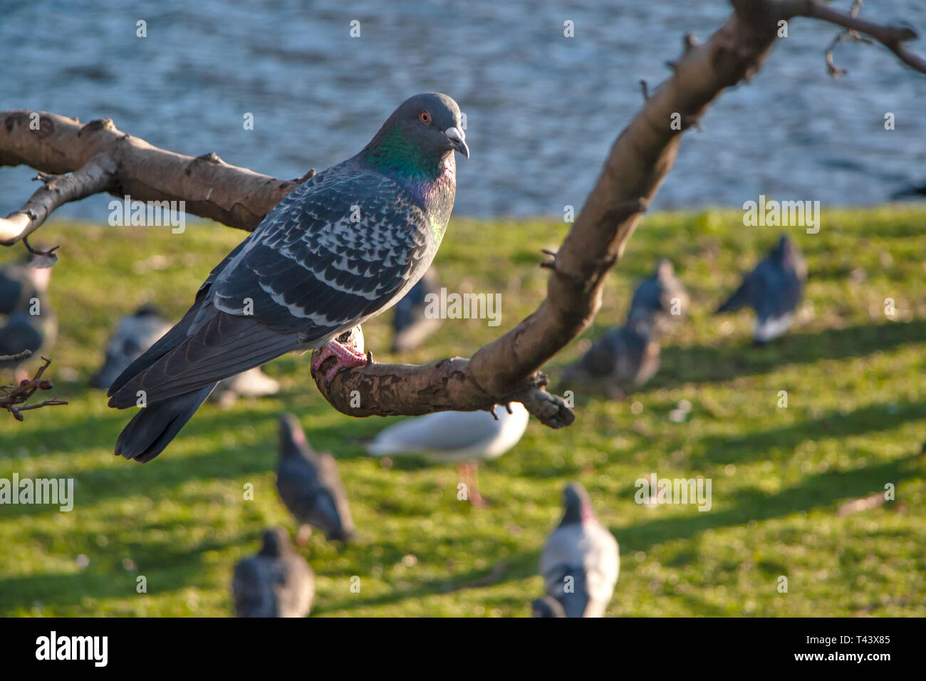 Wilde Taube (Columba livia domestica) sitzen auf Ast ab, mehr Vögel auf