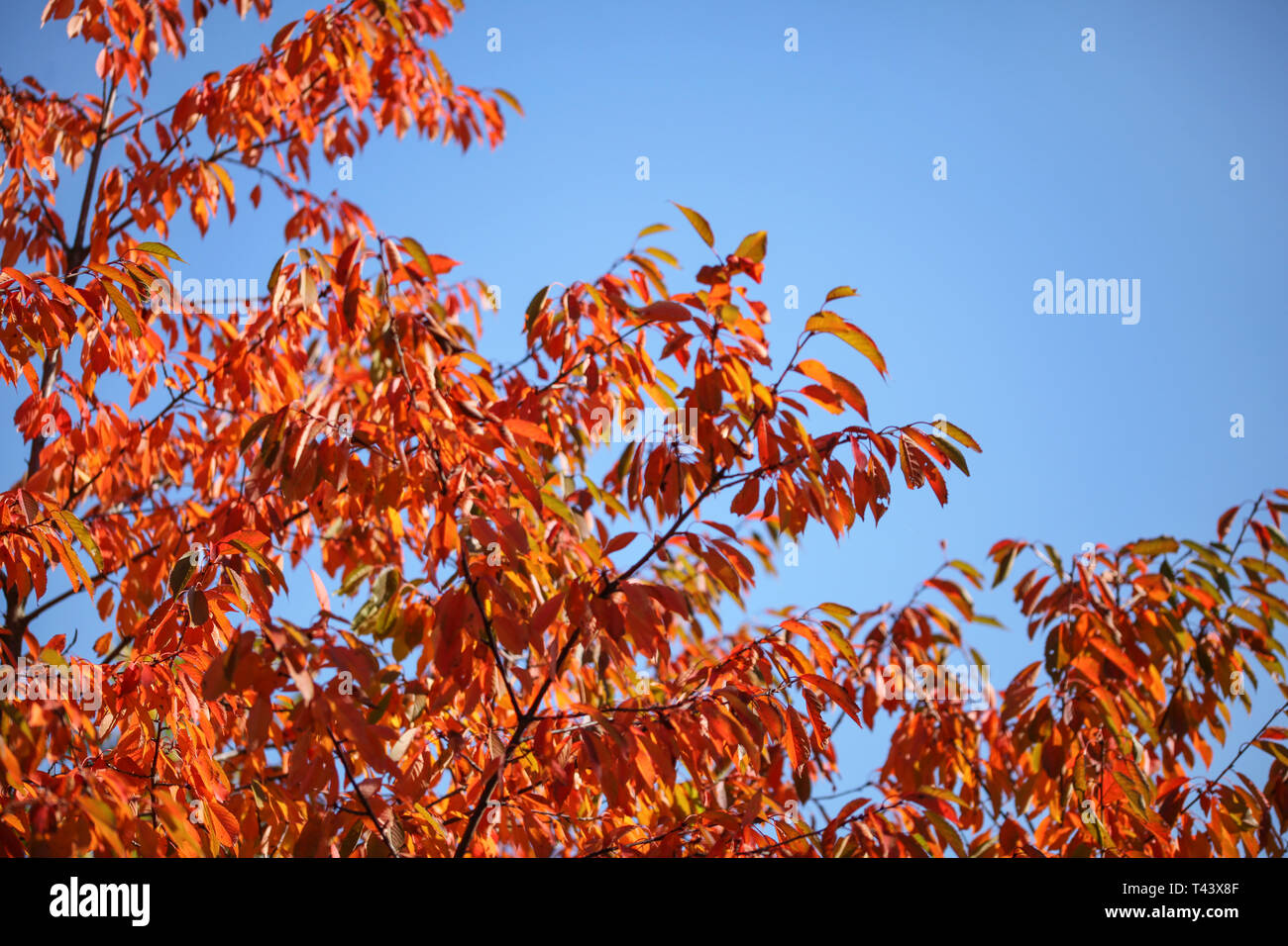 Rote Blätter im Herbst gegen den blauen Himmel. Abstrakt Herbst Hintergrund. Stockfoto