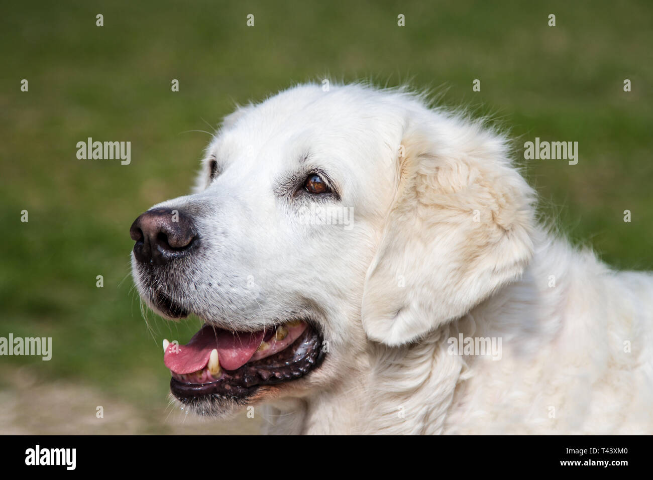 Golden Retriever Hund Kopf portrait Stockfoto