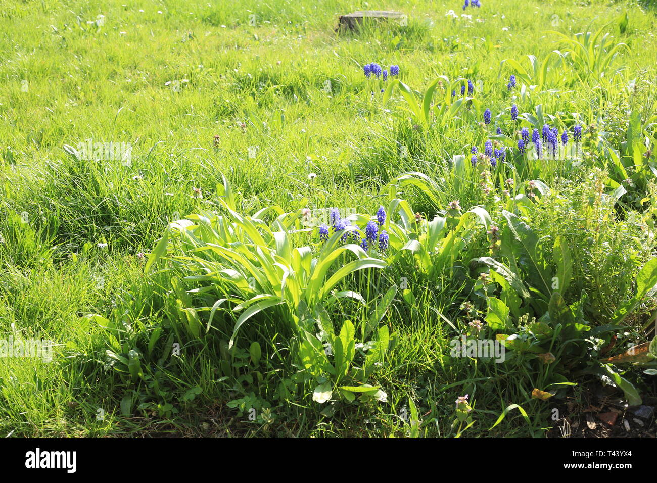 Wildlife Gardens - Hilfe Tierwelt Lebensräume schaffen und unterstützen Schutzbemühungen - Ein ungepflegter Garten kann eine super Oase für Reisende, die Tierwelt. Stockfoto