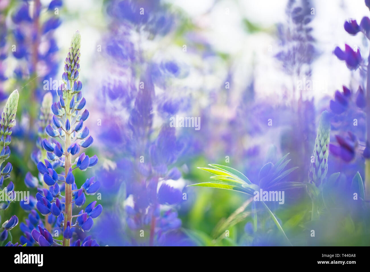 Blaue Lupinen (Lupinus polyphyllus) in mehrjährigen gargen. Selektiver Fokus und flache Tiefenschärfe. Stockfoto