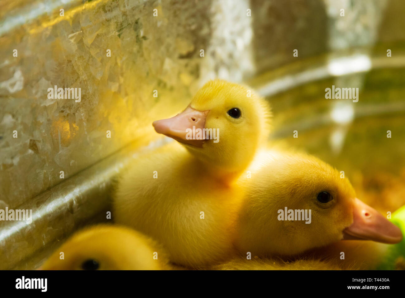 Ein Peking Entlein sitzt in einem Brutapparat Stockfoto