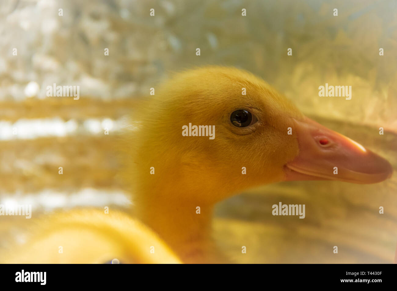 Ein Peking Entlein sitzt in einem Brutapparat Stockfoto