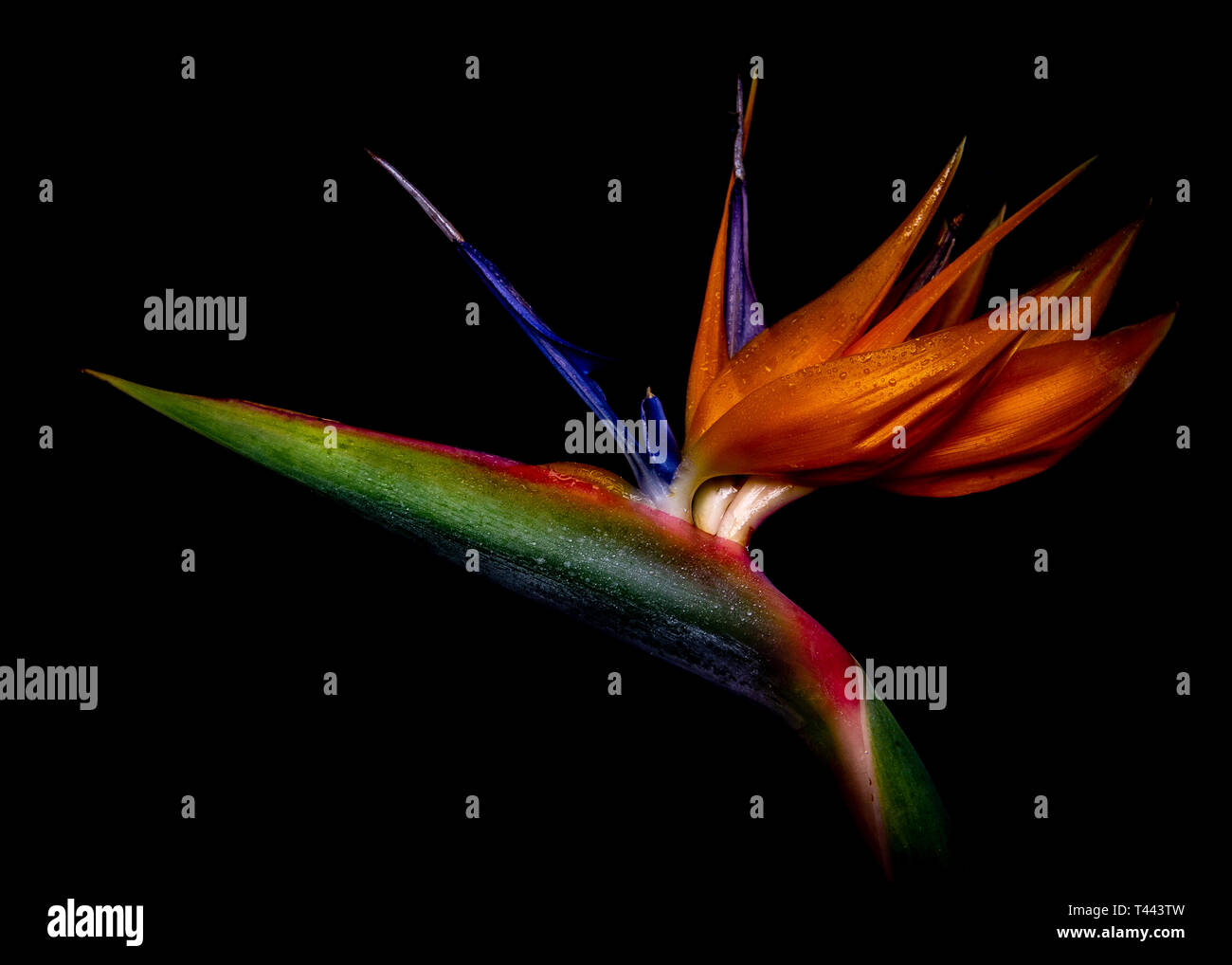 Licht bemalt Bird Of Paradise Stockfoto