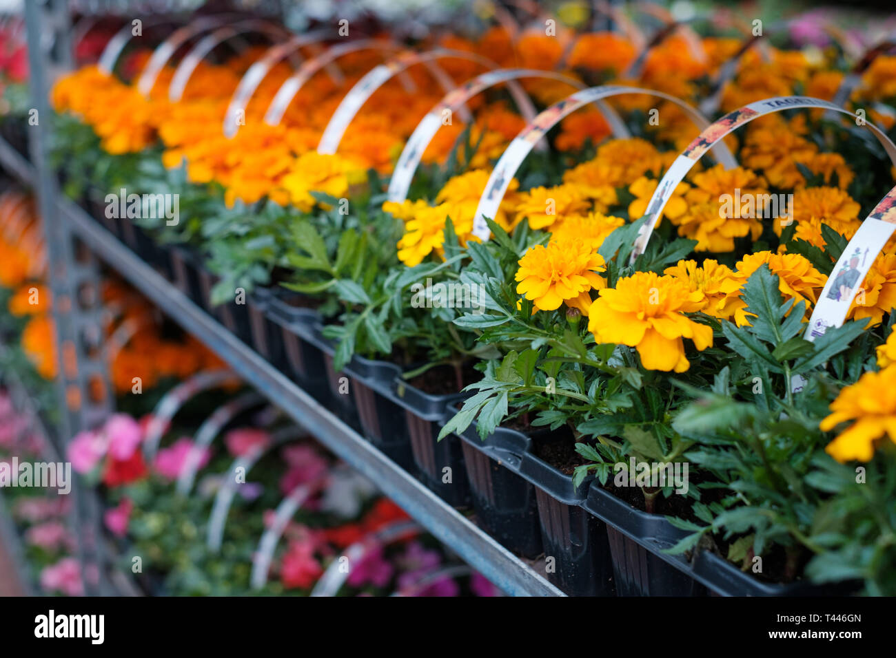 Viele bunte Blumen in einer Reihe an nurseryor Flower Shop Stockfoto