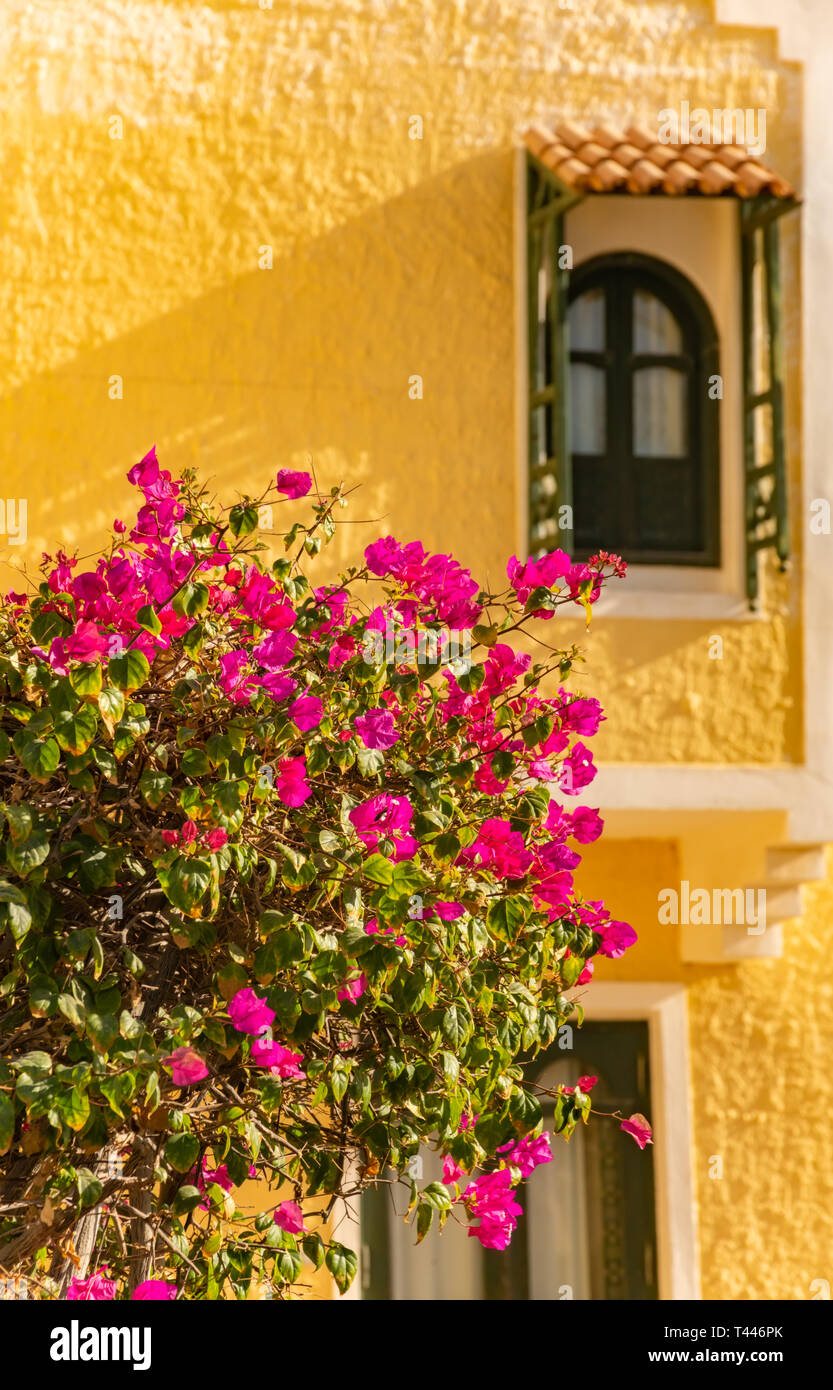 Romantische vintage arabisch Fenster und Sommer Bougainvillea Blumen Stockfoto