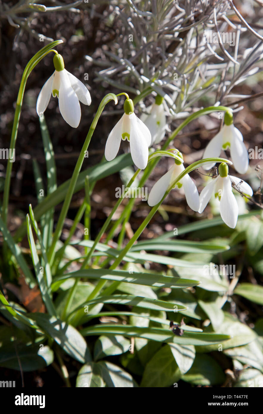 Galanthus nivalis am Frühling Stockfoto