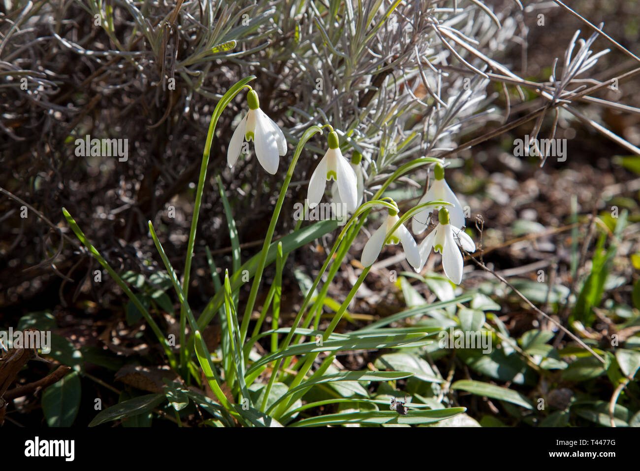 Galanthus nivalis am Frühling Stockfoto