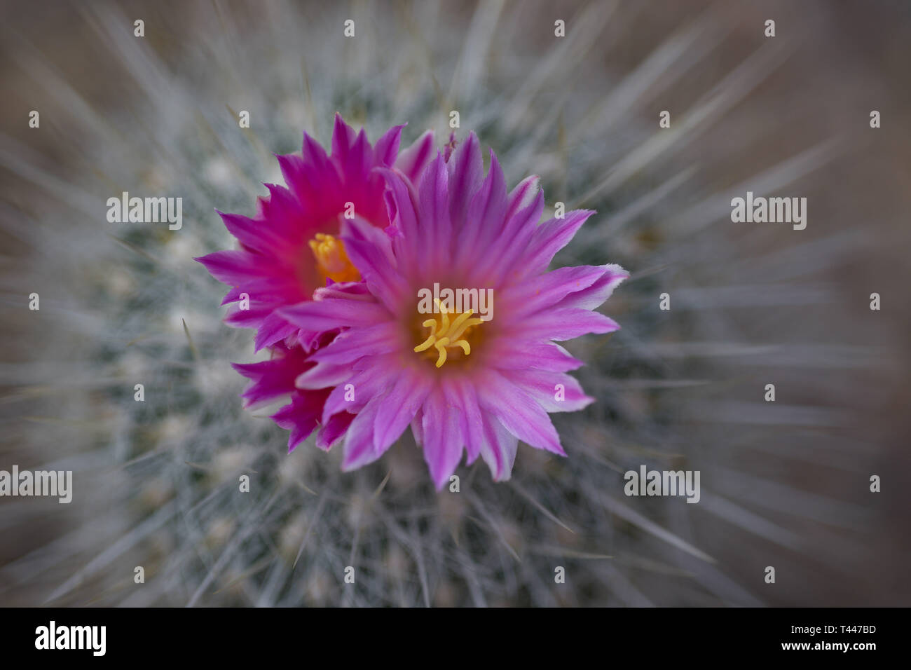 Cactus Ferocactus macdowelli Blüte Kaktus Kakteen blühende Blume Nahaufnahme Stockfoto