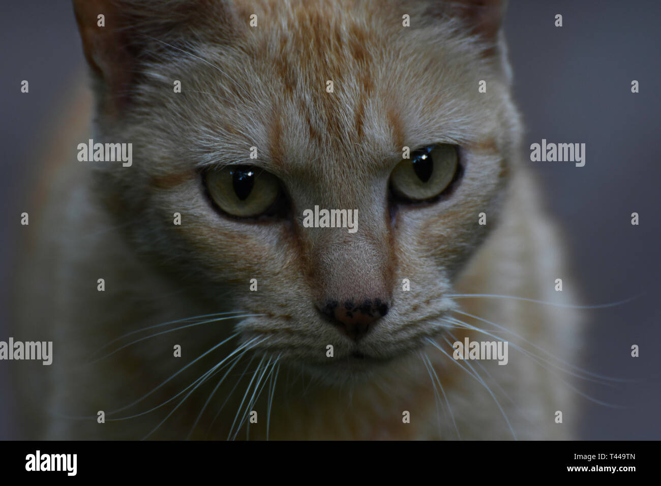 Starrte Ginger Tabby Cat Face Close-up Portrait Stockfoto