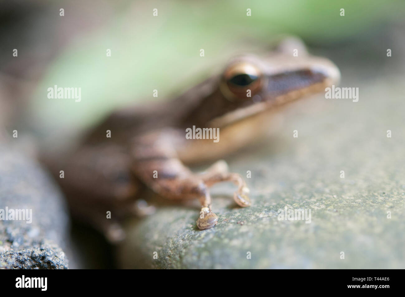 Fuß des Gemeinsamen Laubfrosch, Polypedates leucomystax, Klungkung, Bali, Indonesien Stockfoto