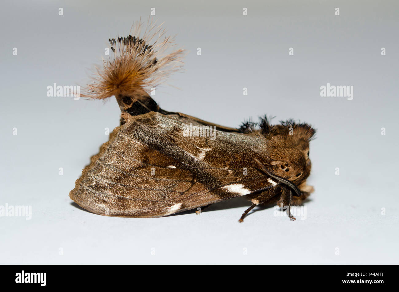 Prominente Moth, Notodontidae Familie, mit ungewöhnlichen Büschel, Klungkung, Bali, Indonesien Stockfoto