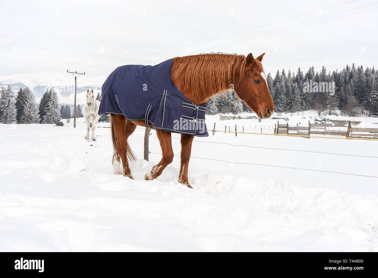 Braunes Pferd Wandern im Schnee, bedeckt mit einer Decke im Winter warm zu halten, Holz- Ranch Zaun und Bäume im Hintergrund Stockfoto