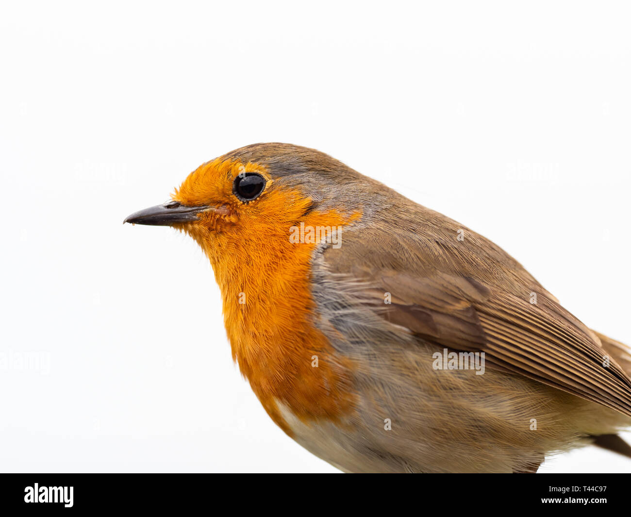 Rotkehlchen, Erithacus rubecula Stockfoto