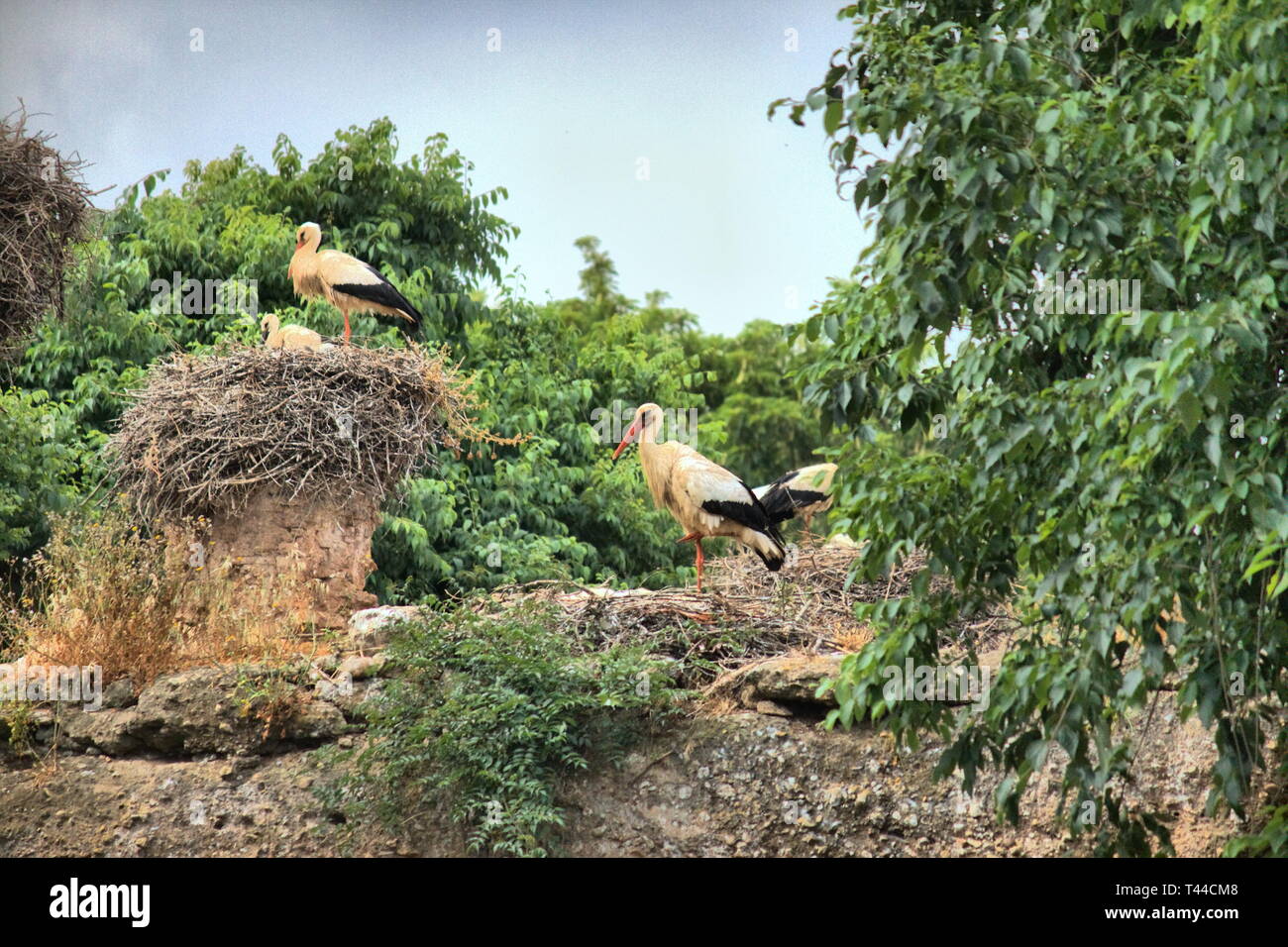 Gruppe der Störche in sein Nest auf einem Baum Stockfoto Gruppe der Störche in sein Nest auf einem Baum Stockfoto