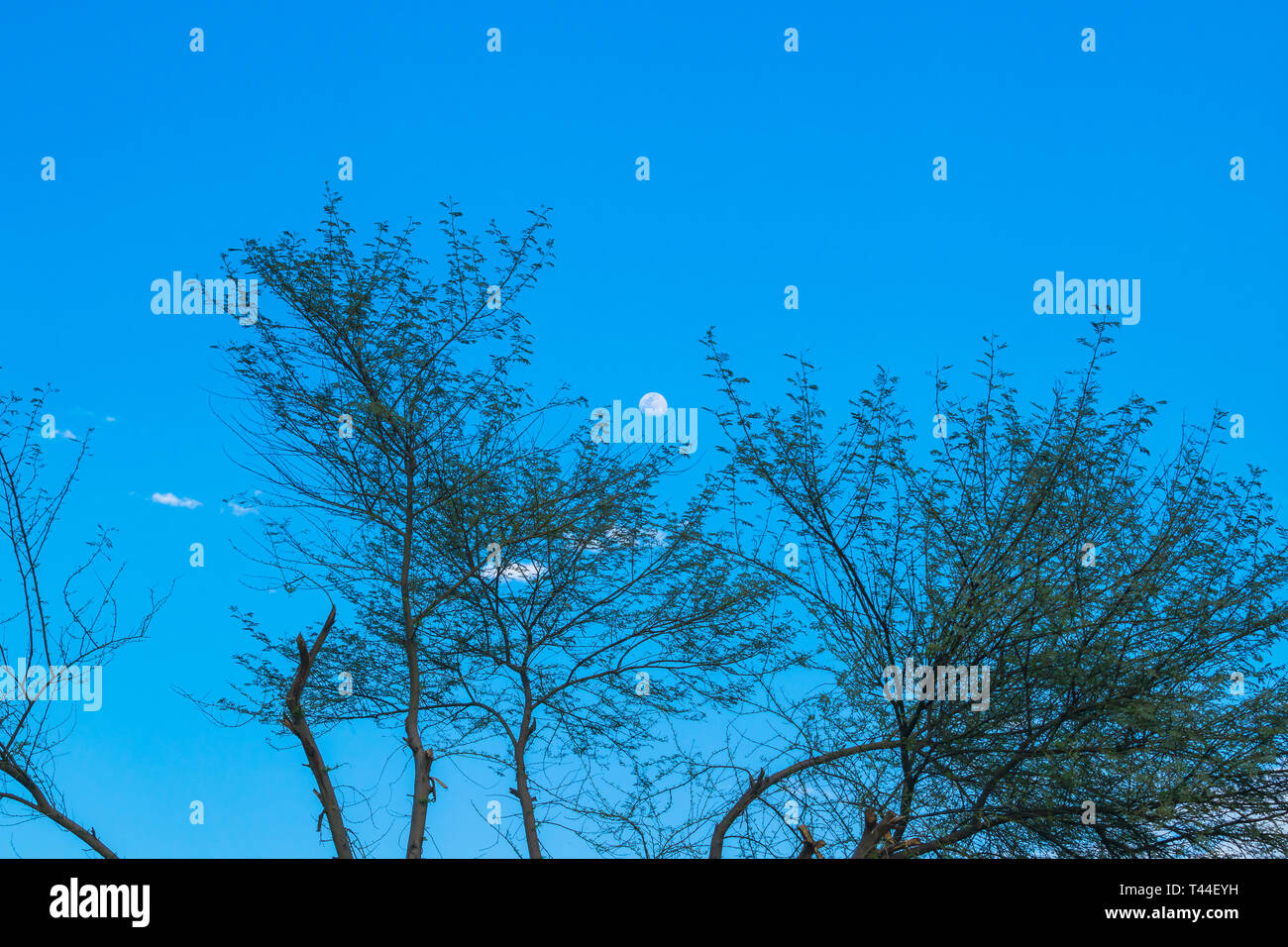 Mond hinter dem Baum mit blauen Himmel. Stockfoto