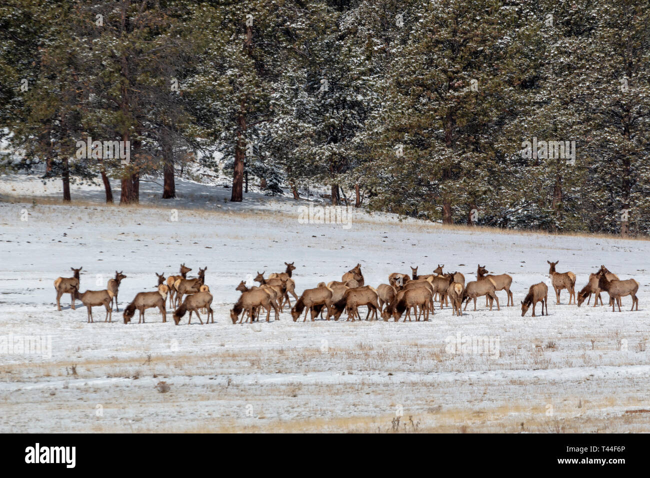 Herde von Rocky Mountain Elk suchen nach Essen in den tiefen Schnee nach einer riesigen Colorado winter storm Stockfoto