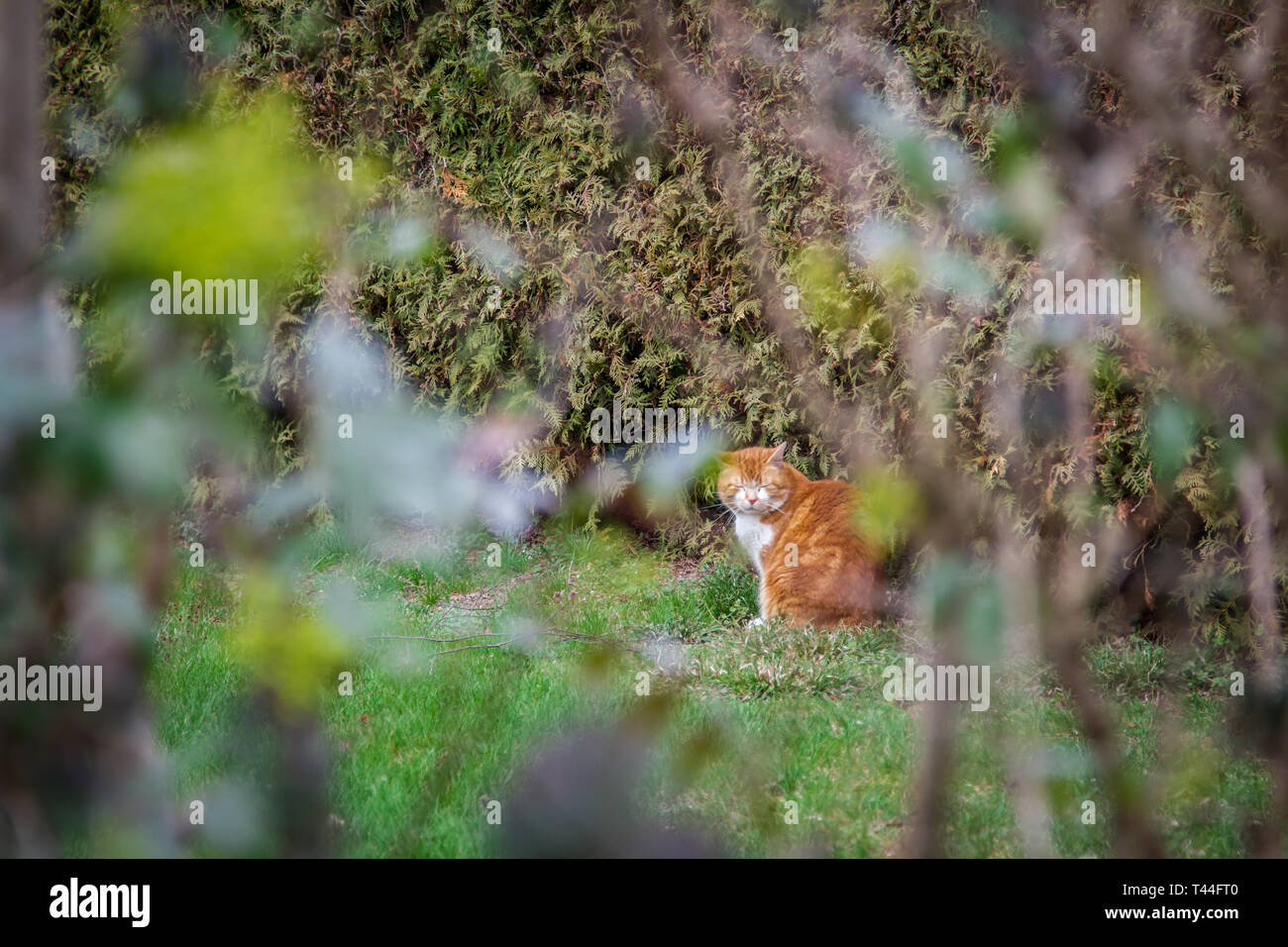 Red Makrele Katze im Garten sitzen Stockfoto