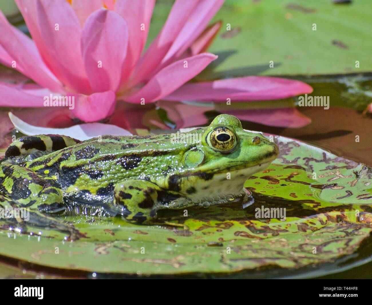 Makro einer kleinen grünen Frosch vor einem Pink Lotus Blume Stockfoto