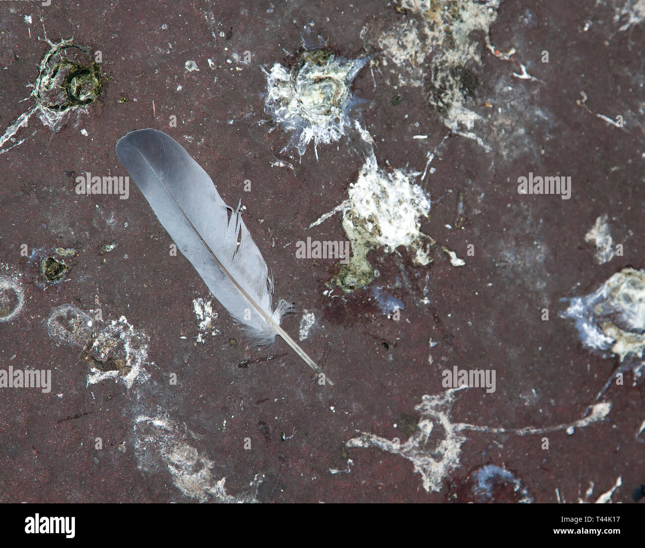 Taubenkot auf einer Strae in Berlin, Deutschland Stockfotografie - Alamy