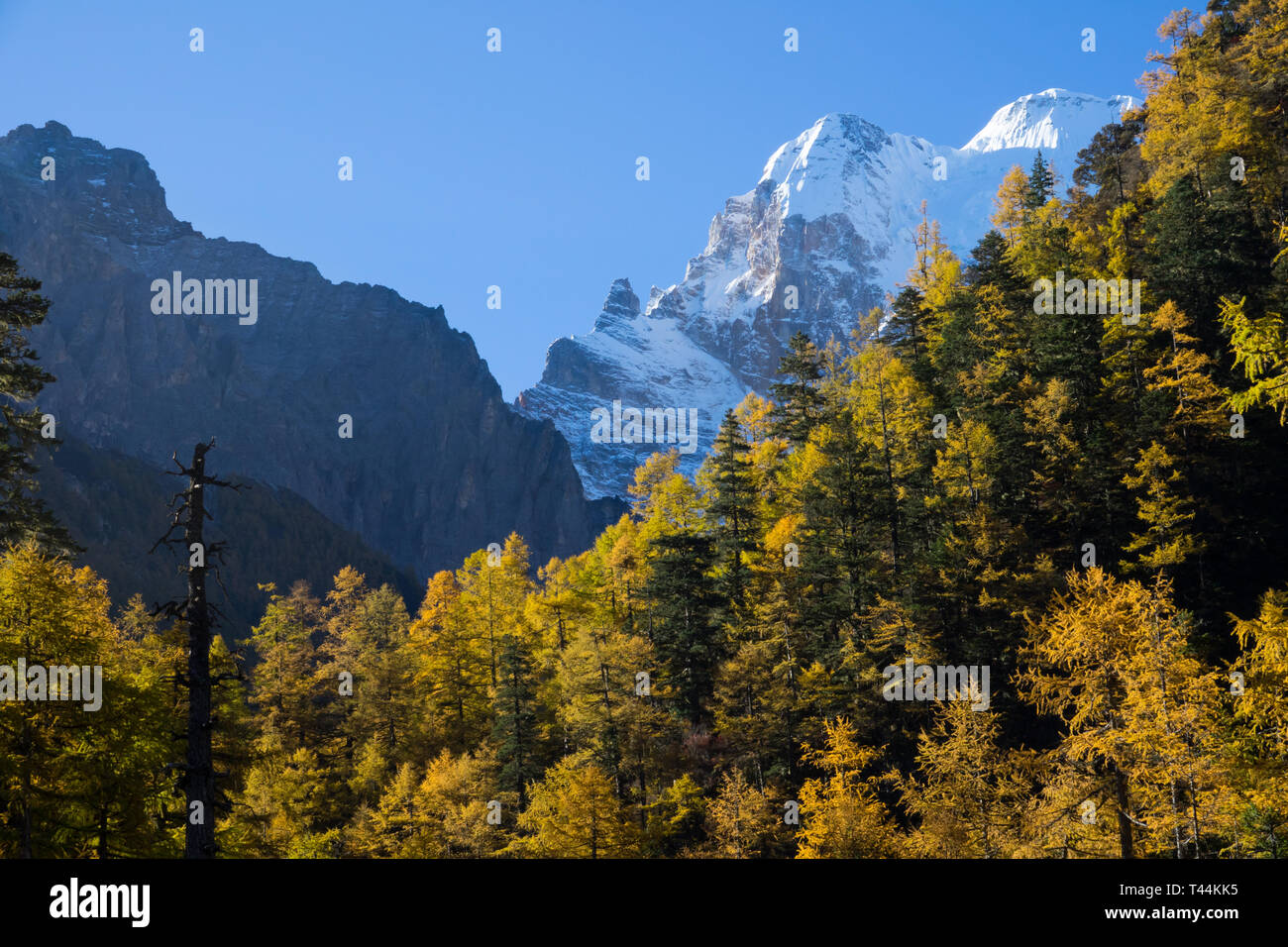 Bunte im Herbst Wald und Schnee berg an Yading Nature Reserve, der letzten Shangri la, Daocheng-Yading, Sichuan, China Stockfoto