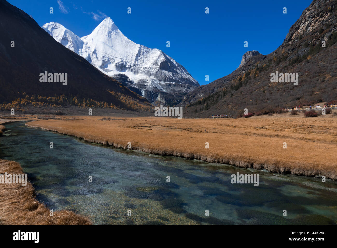 Bunte im Herbst Wald und Schnee berg an Yading Nature Reserve, der letzten Shangri la, Daocheng-Yading, Sichuan, China Stockfoto