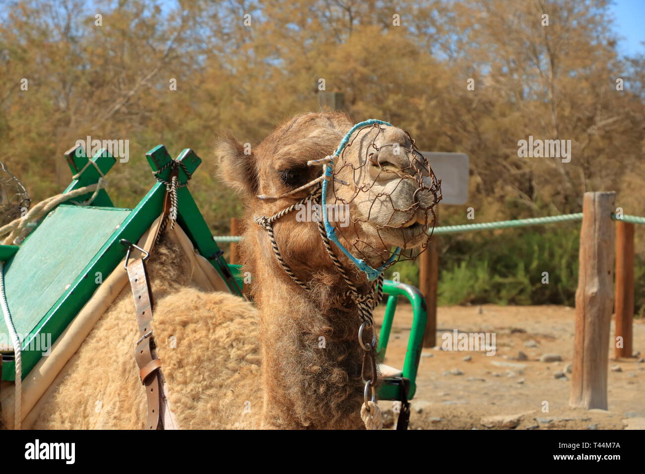 Kamele Beine Kamel Stockfotos Und Bilder Kaufen Alamy