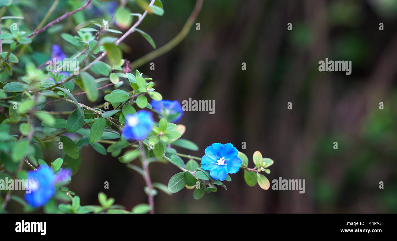 Schöne Blumen abstrakt Hintergrund der Natur. Soft Focus auf Blue Diamond Flower auf grüne Natur Hintergrund Stockfoto