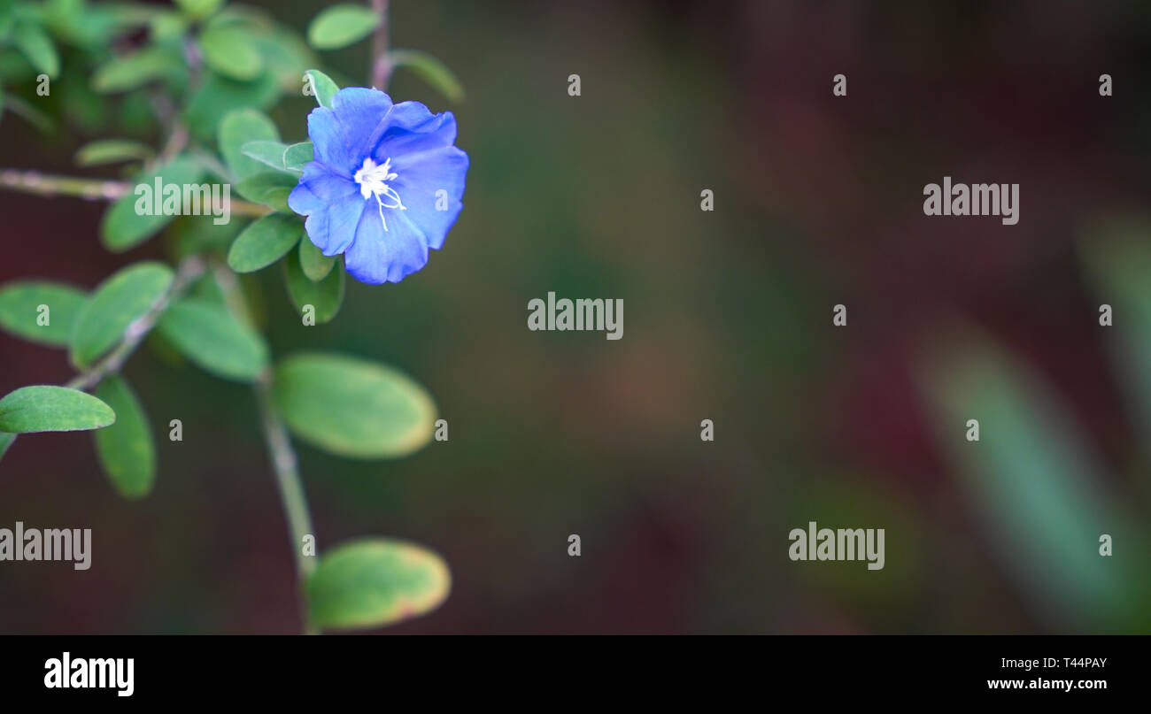 Schöne Blumen abstrakt Hintergrund der Natur. Soft Focus auf Blue Diamond Flower auf grüne Natur Hintergrund Stockfoto