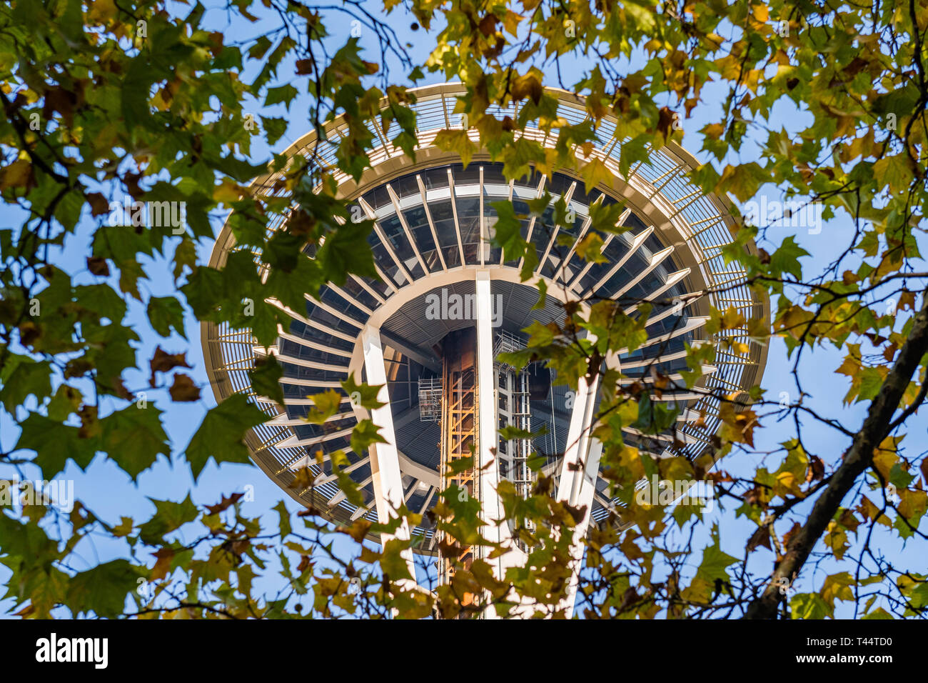 Die Space Needle zwischen den Ästen der Space Needle in Seattle gesehen Stockfoto