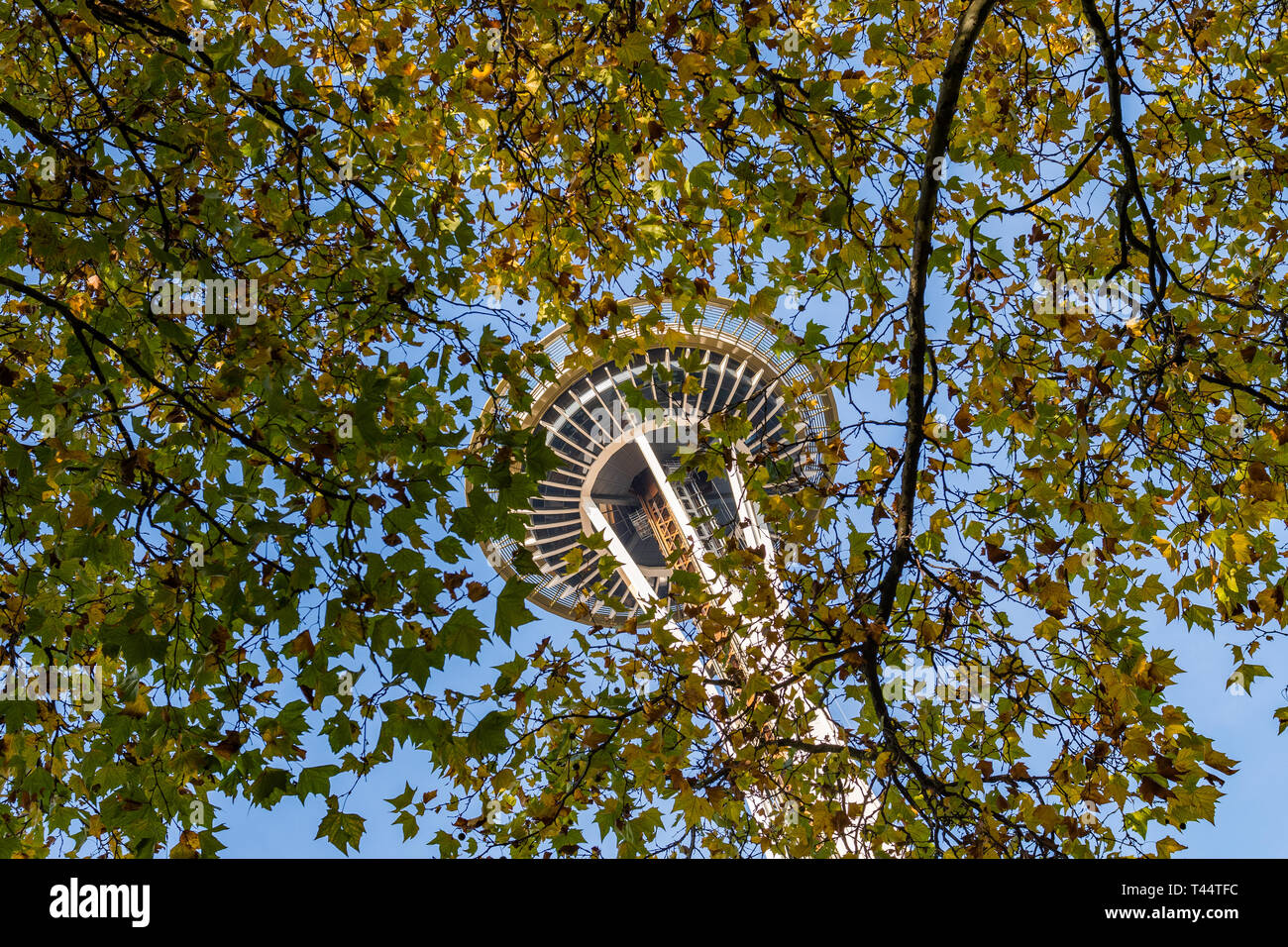 Die Space Needle zwischen den Ästen der Space Needle in Seattle gesehen Stockfoto