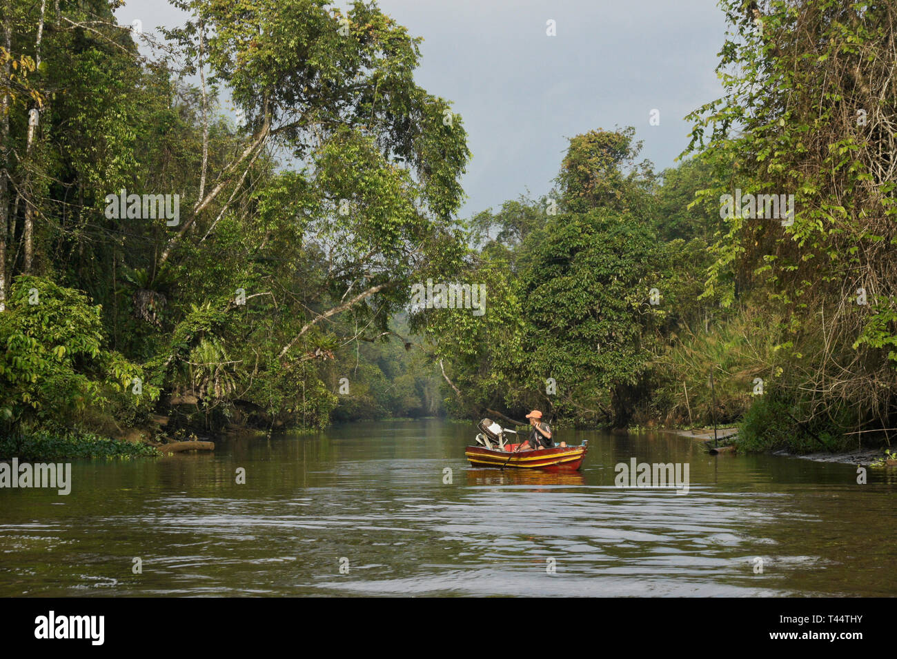 Boot auf Sungai Menungal Nebenfluss des Kinabatangan River (Sungai Kinabatangan) in der Nähe von Sukau, Sabah (Borneo), Malaysia Stockfoto