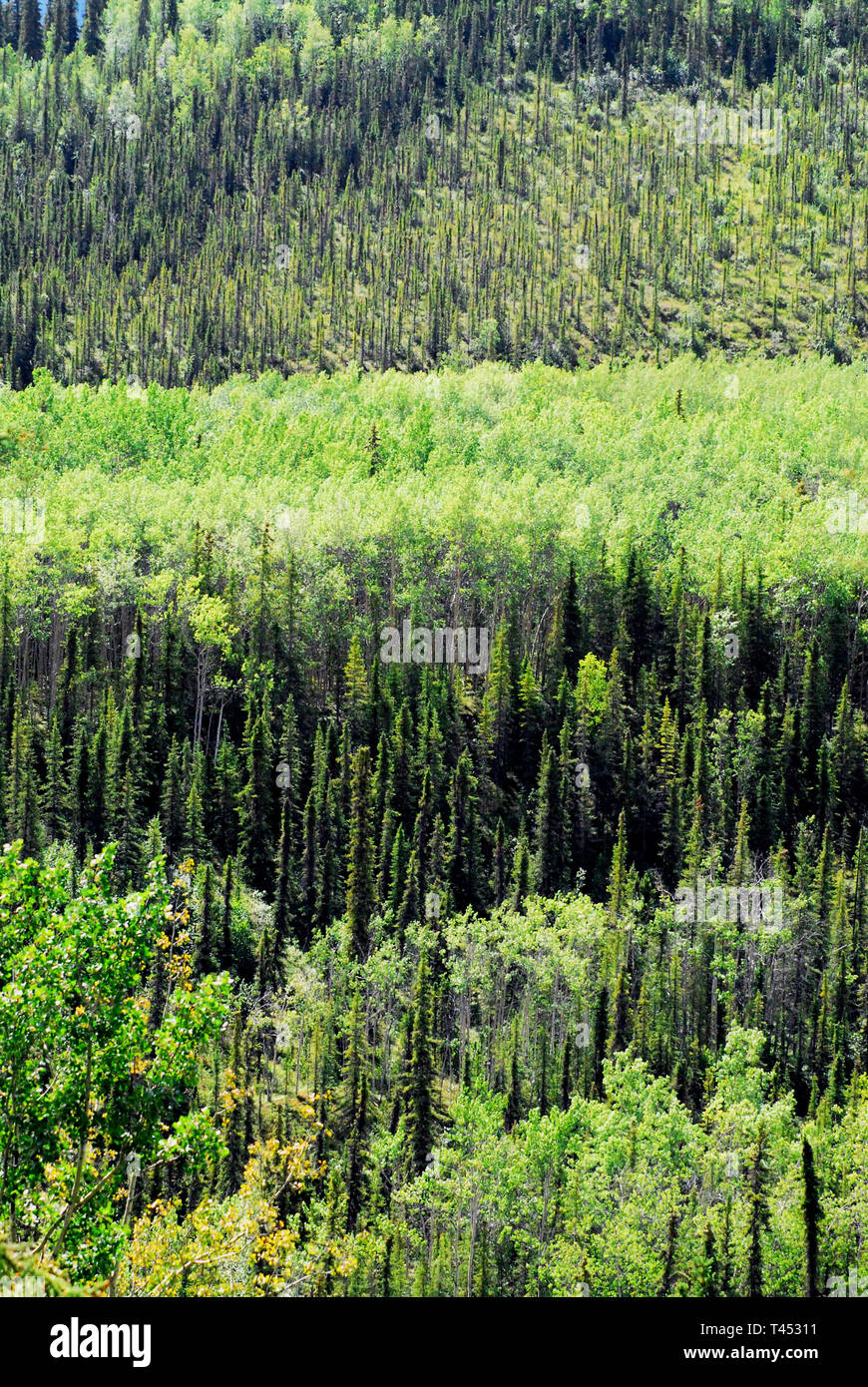 Grün auf grün. Eine auffällige Blick auf Wälder, die einen mehrschichtigen Muster erstellt werden. In der Nähe des Denali National Park, Alaska, USA fotografiert. Stockfoto