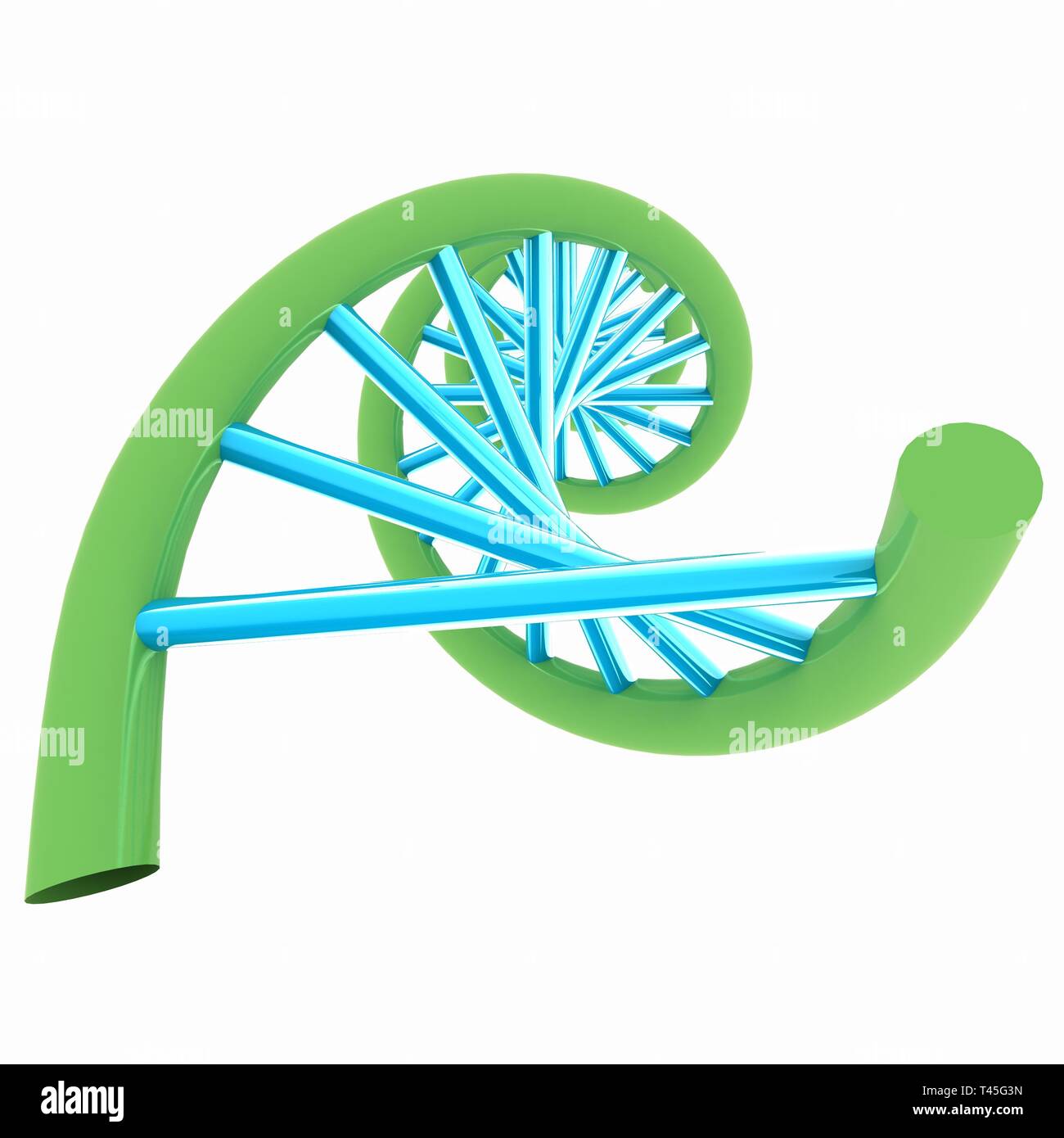DNA-Struktur Modell auf Weiß Stockfoto