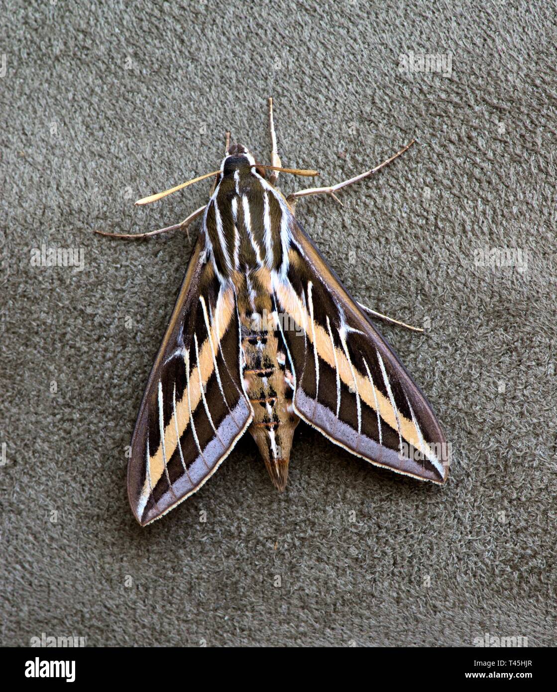 Sphinx Moth (hyles Lineata) ruht auf der Seite von Polstermöbeln. Stockfoto