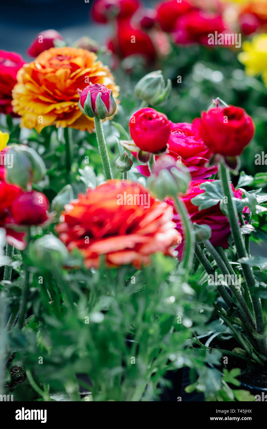 Bunte Ranunculus Asiaticus Blumen - Garten Frühling Stockfoto
